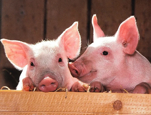 今日生猪价格多少钱一斤？2020年8月3日全国生猪价格查询